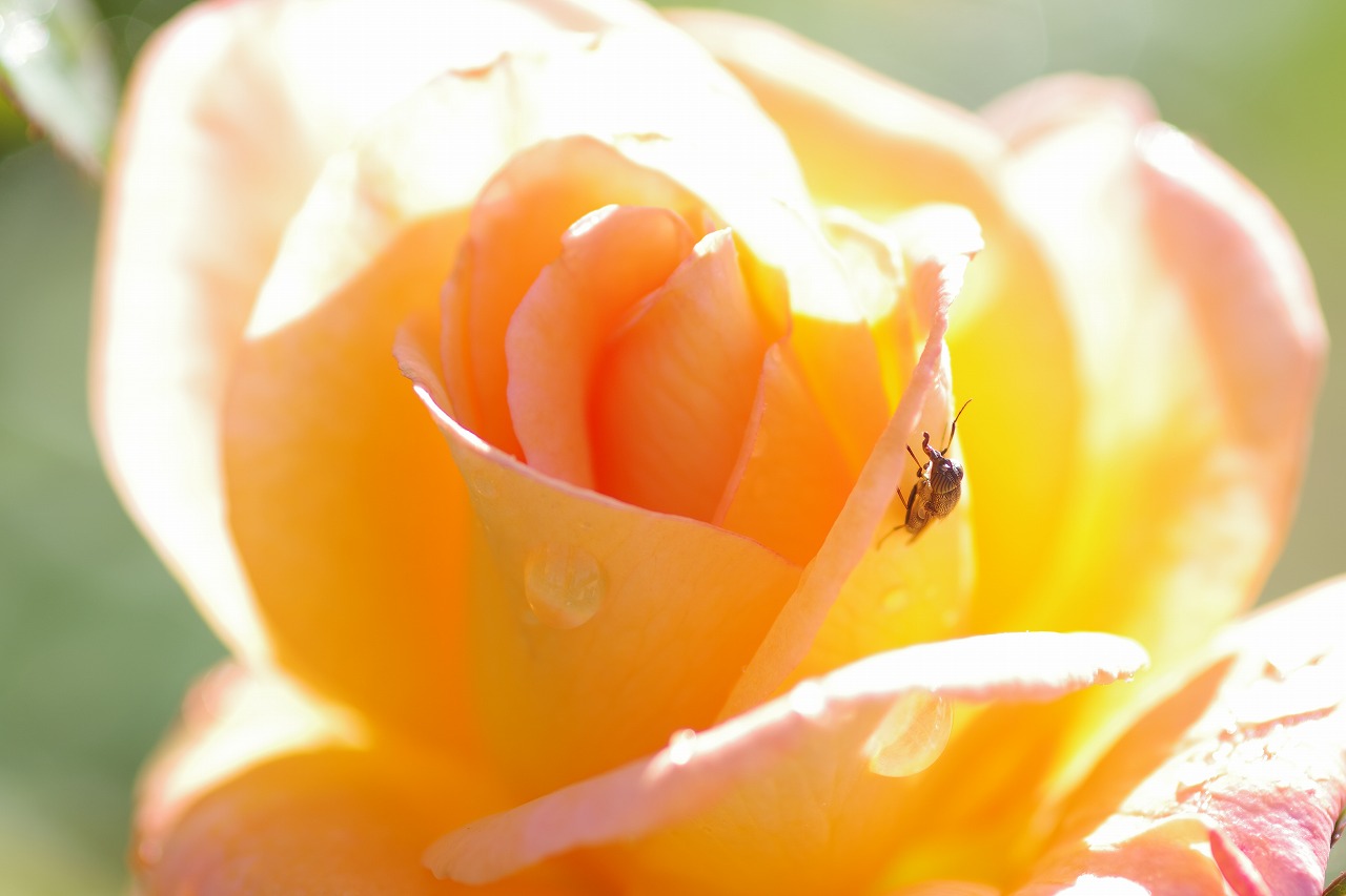 栃木県足利市のあしかがフラワーパークの花々