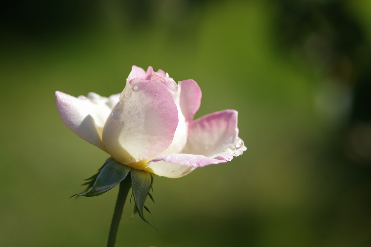 栃木県足利市のあしかがフラワーパークの花々