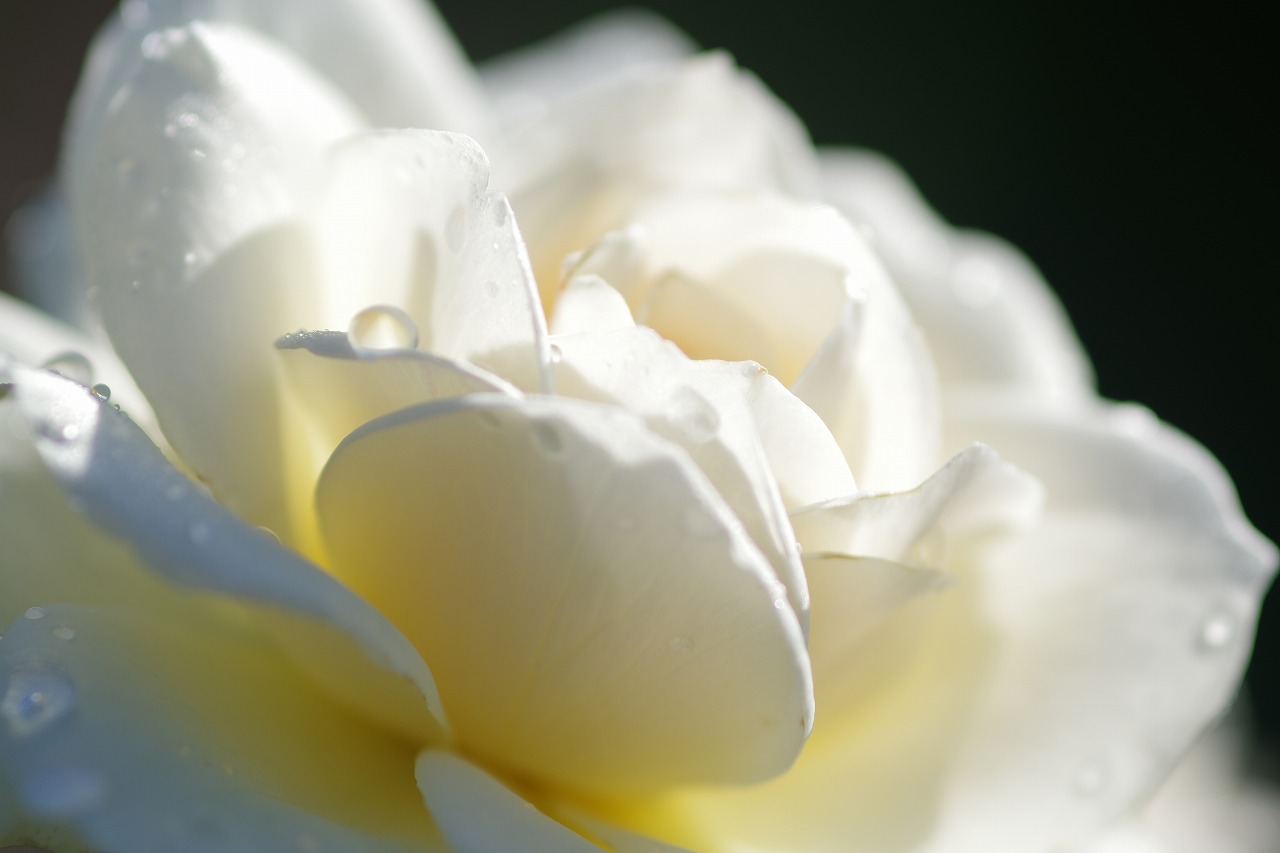 栃木県足利市のあしかがフラワーパークの花々