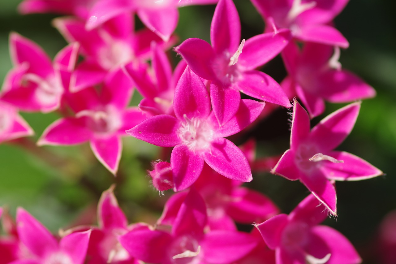 栃木県足利市のあしかがフラワーパークの花々