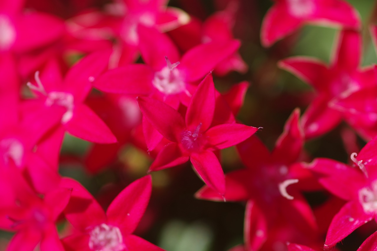 栃木県足利市のあしかがフラワーパークの花々