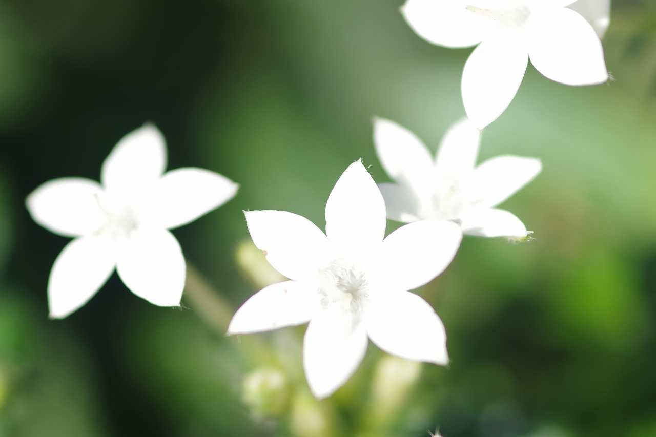 栃木県足利市のあしかがフラワーパークの花々