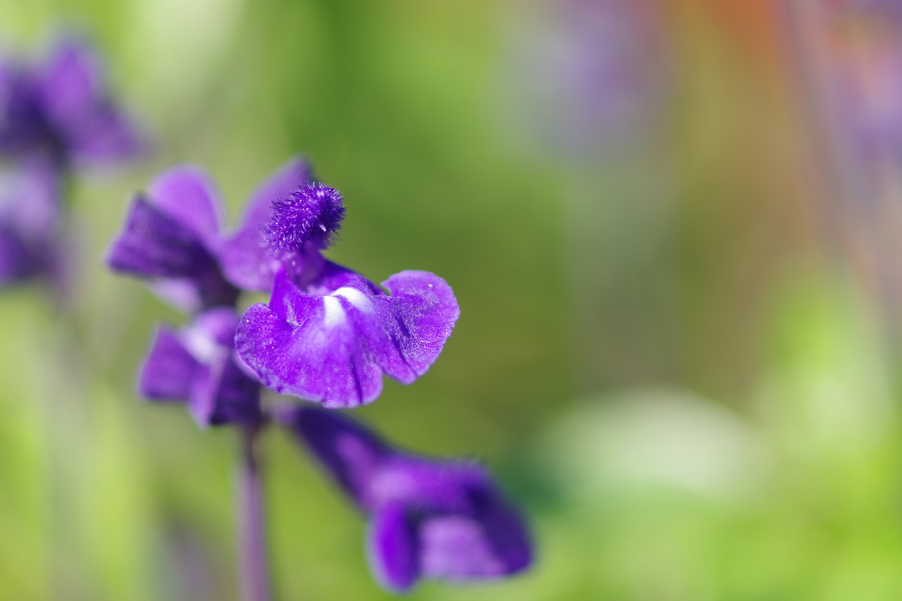 栃木県足利市のあしかがフラワーパークの花々