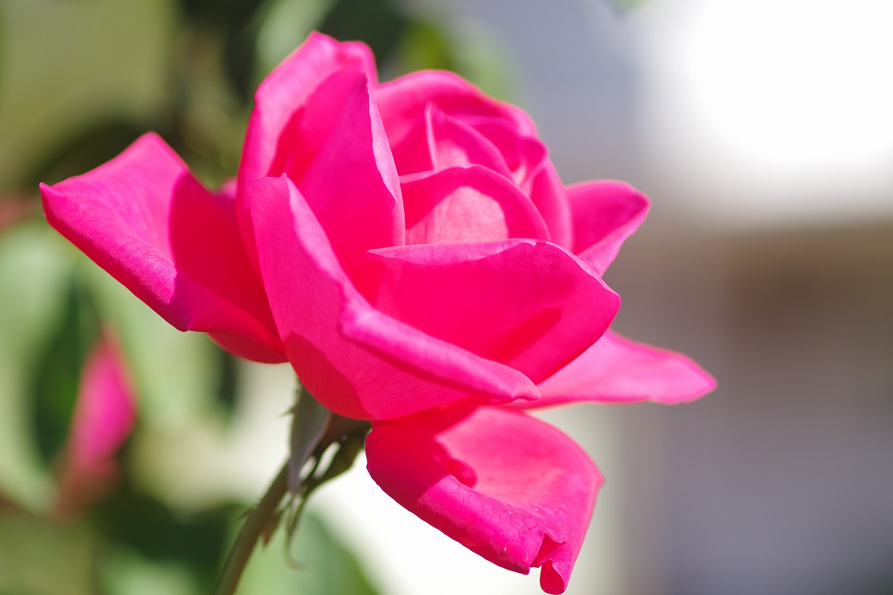 栃木県足利市のあしかがフラワーパークの花々