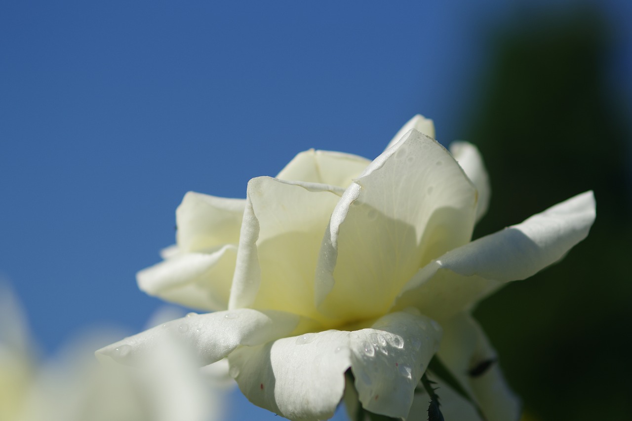 栃木県足利市のあしかがフラワーパークの花々