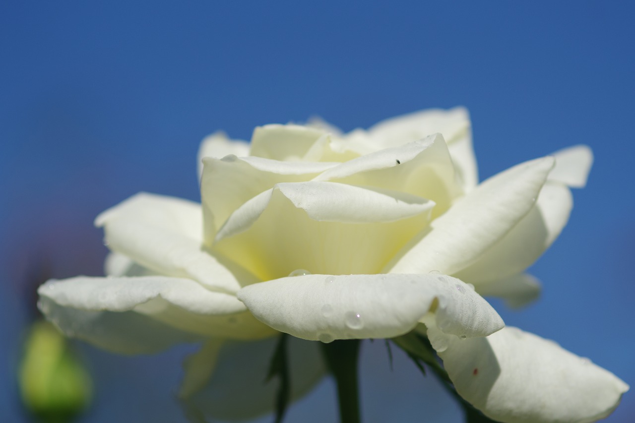 栃木県足利市のあしかがフラワーパークの花々