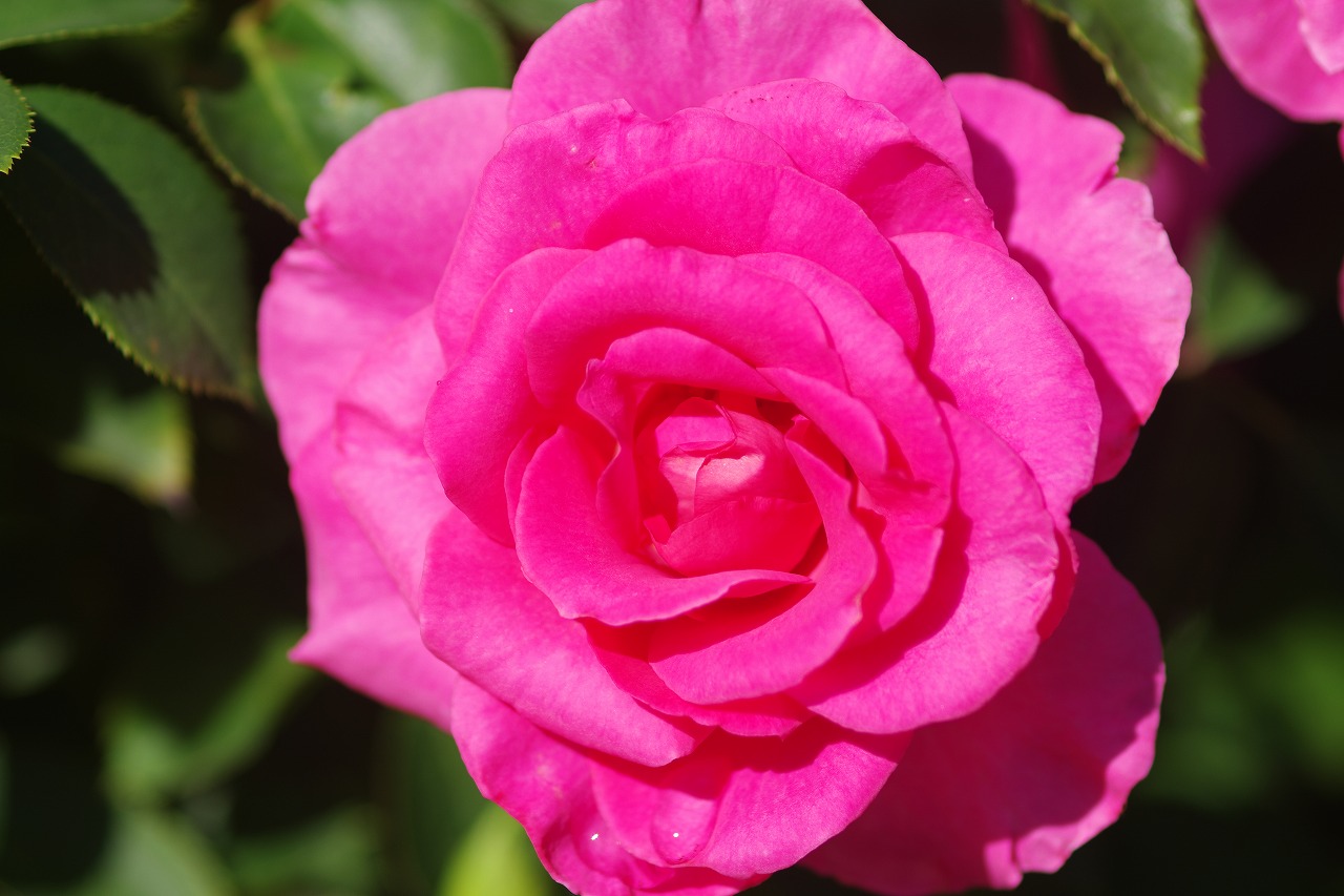 栃木県足利市のあしかがフラワーパークの花々