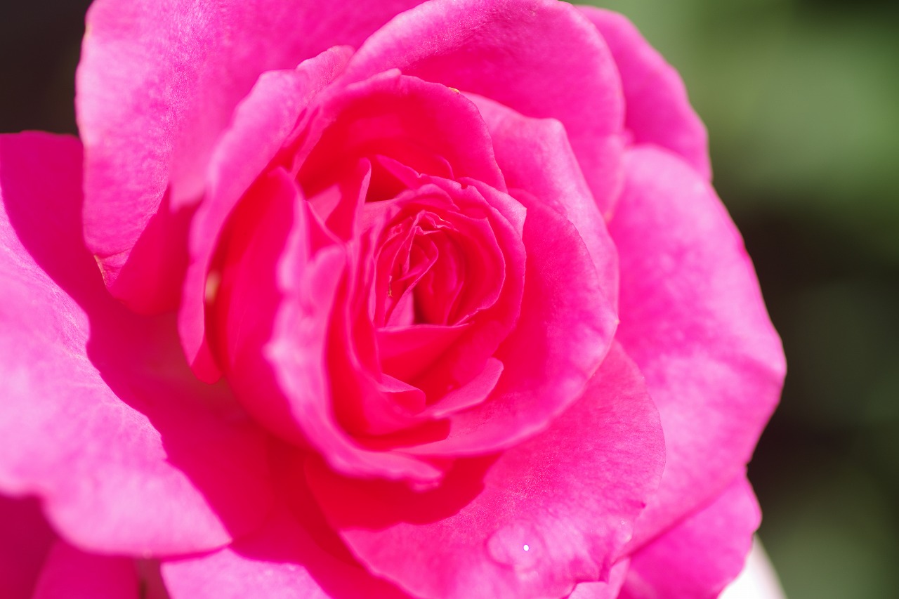 栃木県足利市のあしかがフラワーパークの花々
