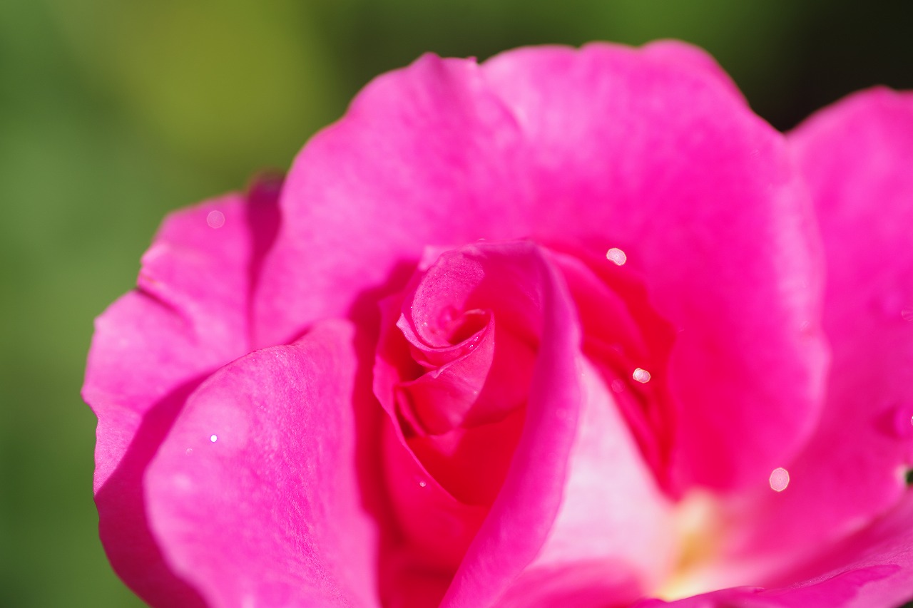 栃木県足利市のあしかがフラワーパークの花々