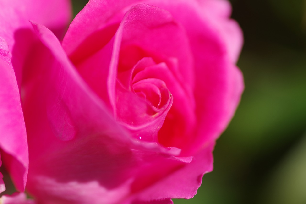 栃木県足利市のあしかがフラワーパークの花々