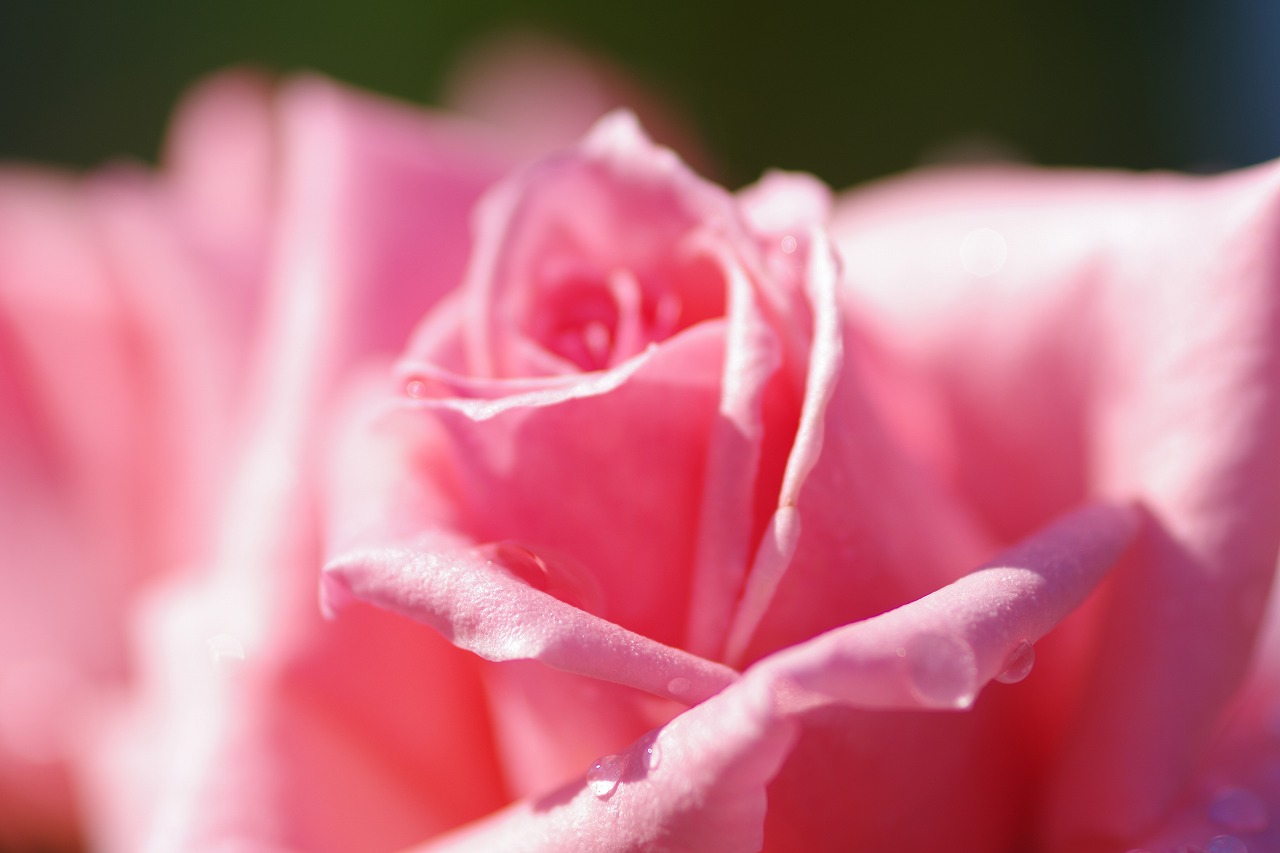 栃木県足利市のあしかがフラワーパークの花々