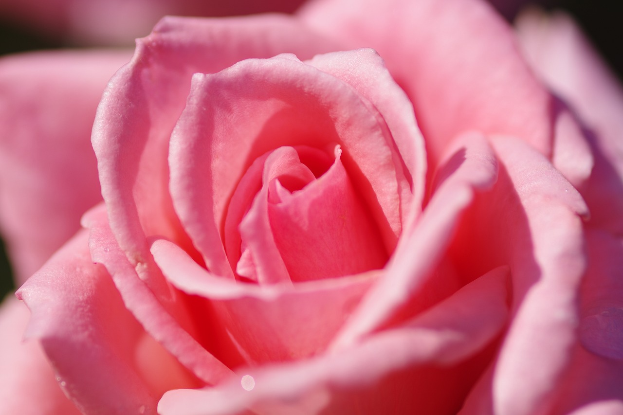 栃木県足利市のあしかがフラワーパークの花々