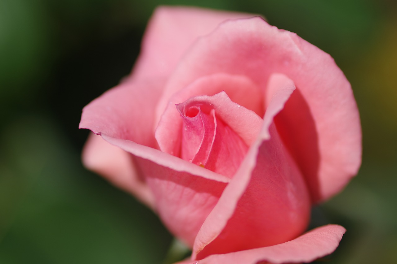 栃木県足利市のあしかがフラワーパークの花々