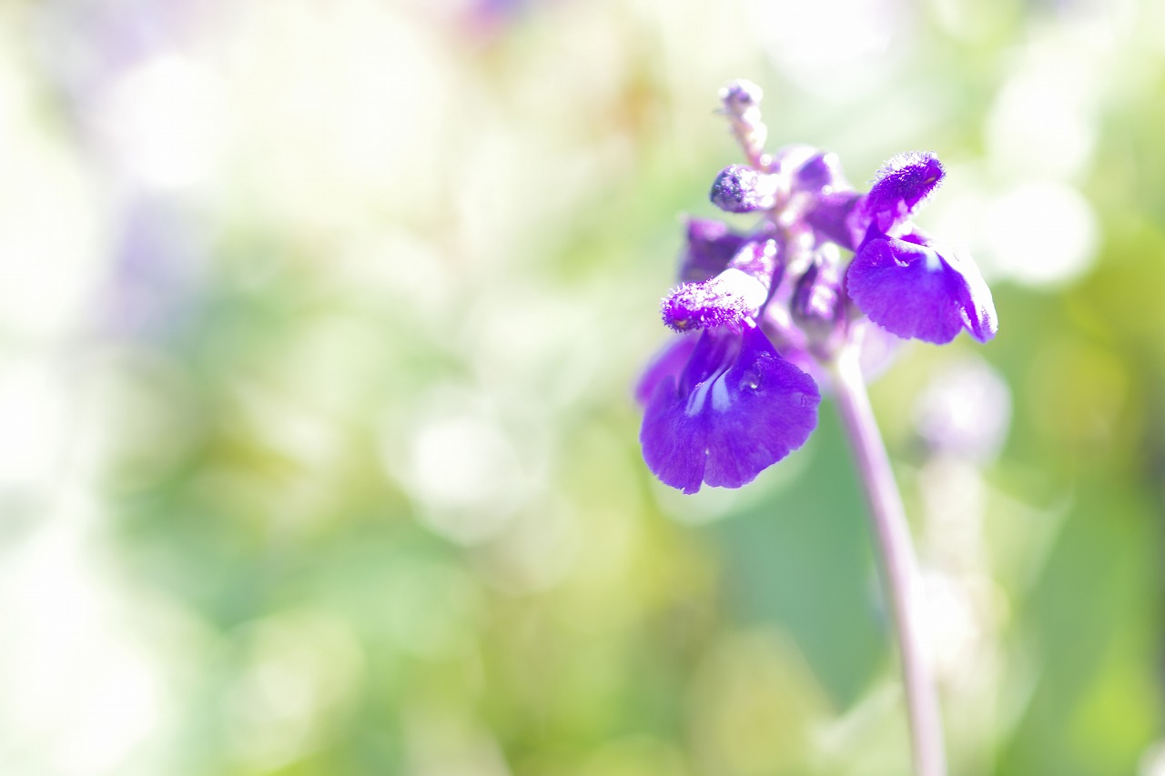 栃木県足利市のあしかがフラワーパークの花々
