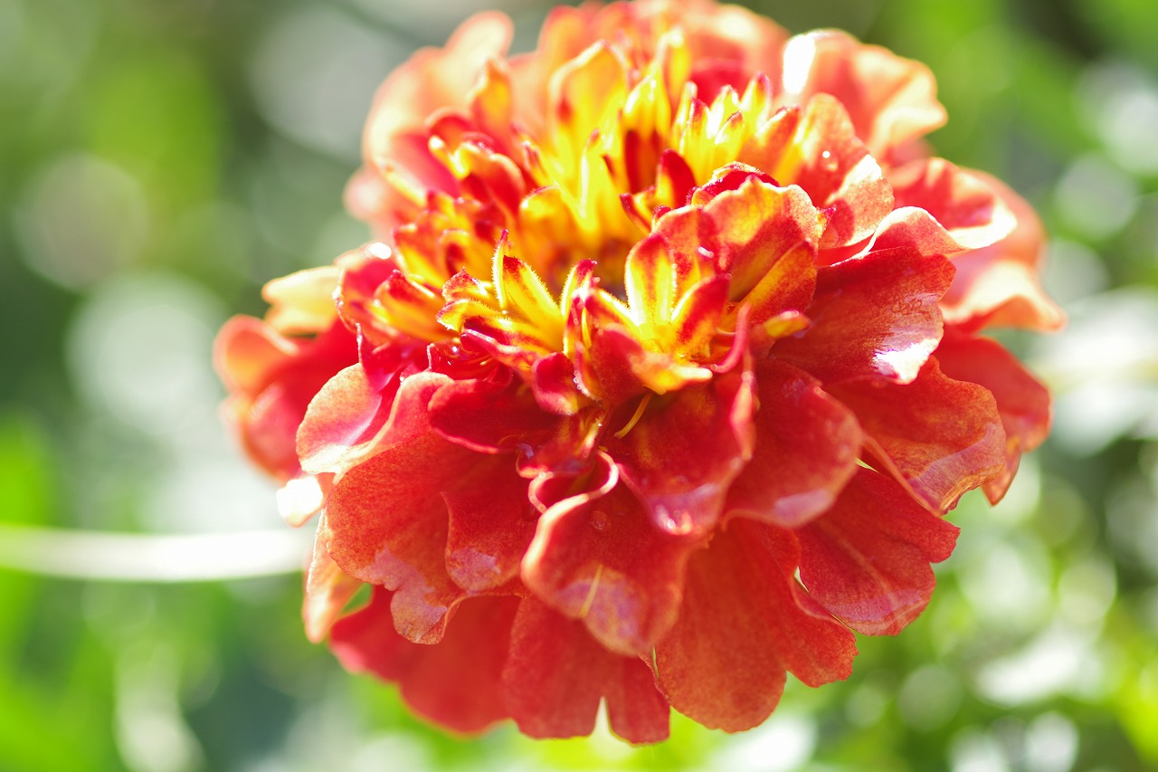 栃木県足利市のあしかがフラワーパークの花々