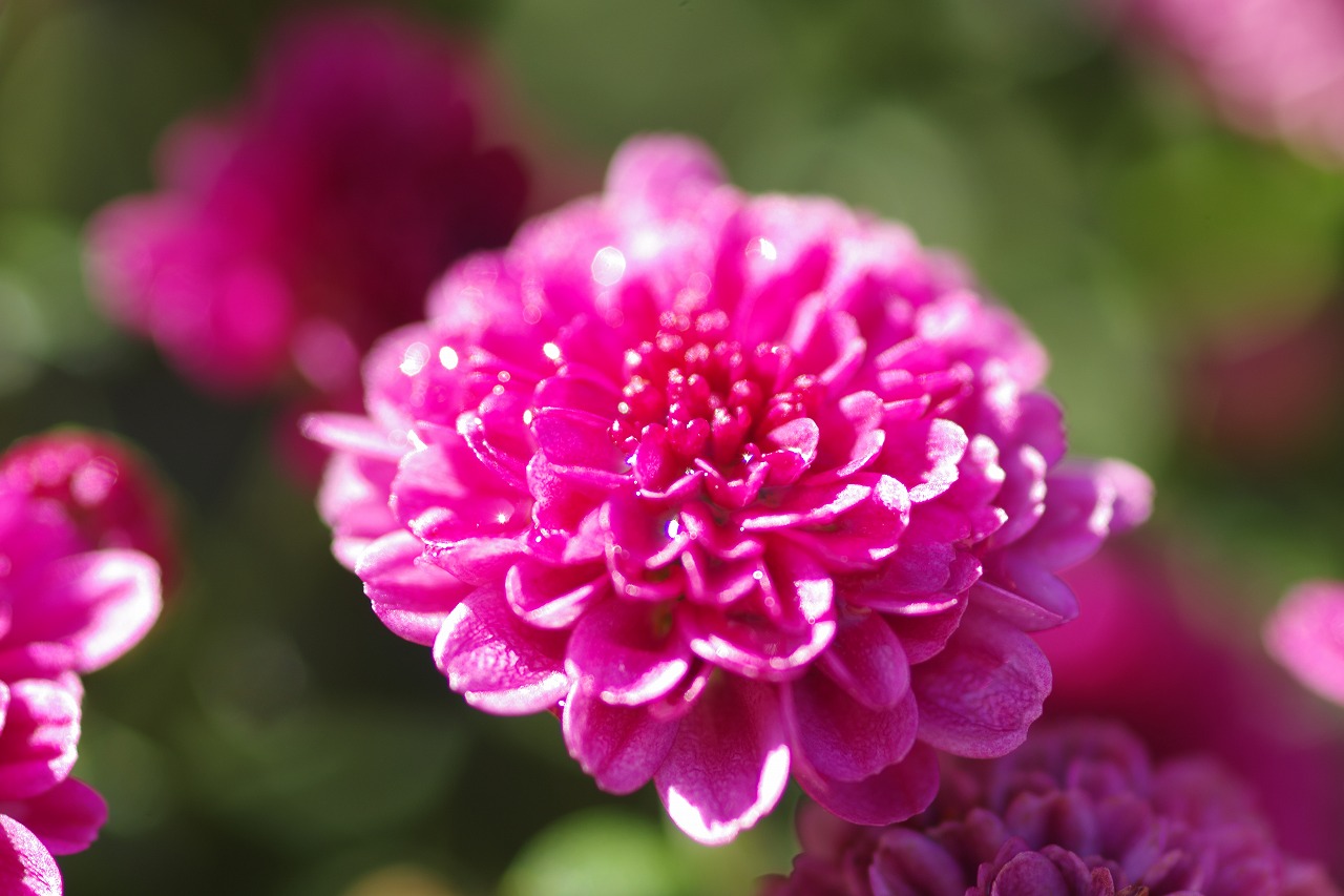 栃木県足利市のあしかがフラワーパークの花々