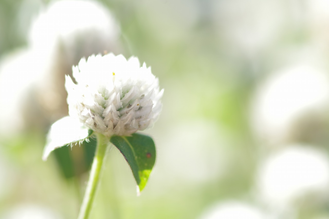 栃木県足利市のあしかがフラワーパークの花々