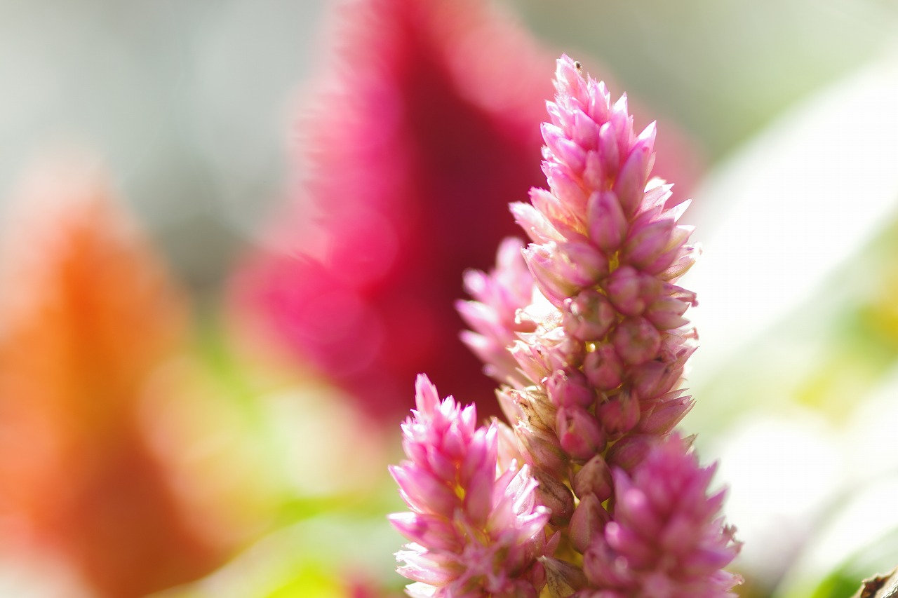 栃木県足利市のあしかがフラワーパークの花々