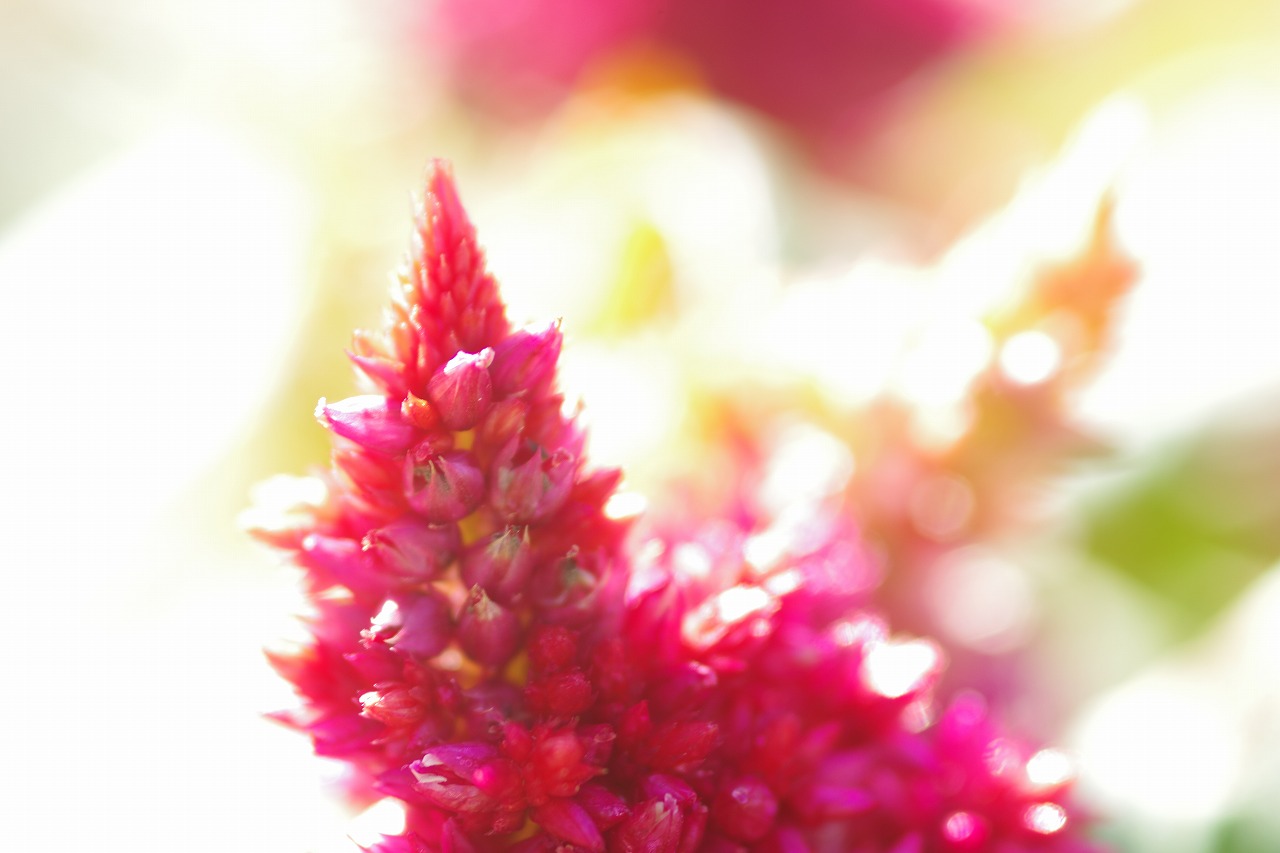 栃木県足利市のあしかがフラワーパークの花々