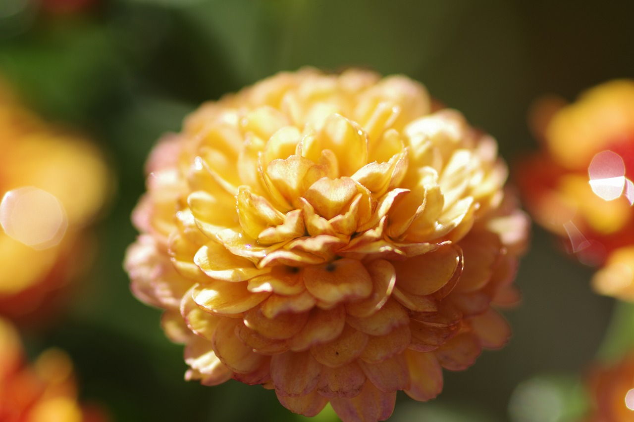 栃木県足利市のあしかがフラワーパークの花々