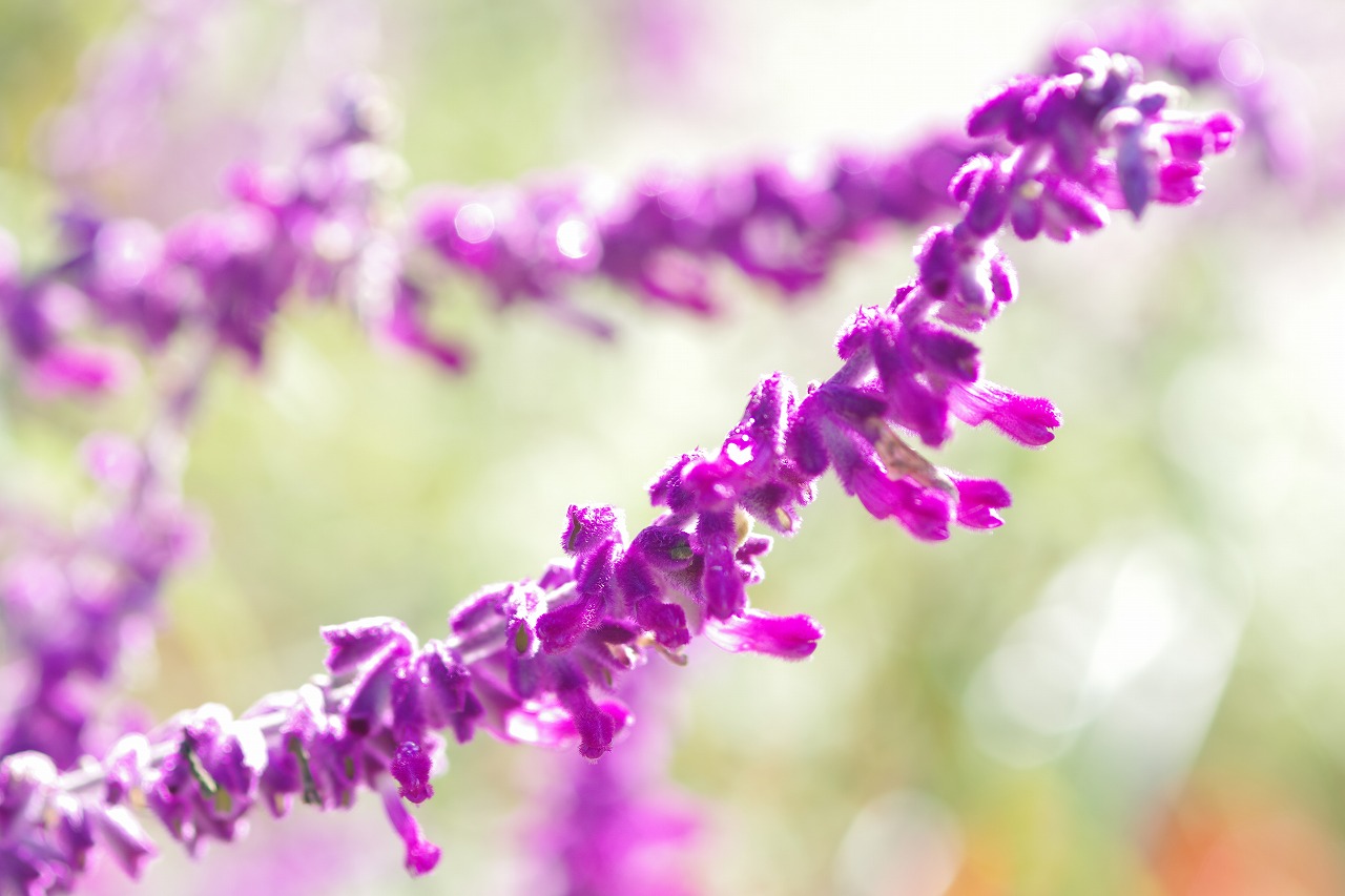 栃木県足利市のあしかがフラワーパークの花々