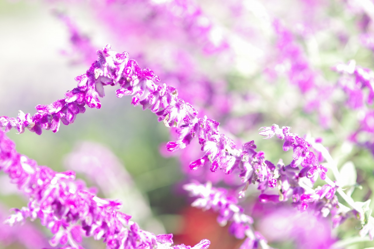 栃木県足利市のあしかがフラワーパークの花々