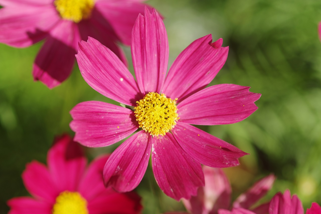 栃木県足利市のあしかがフラワーパークの花々
