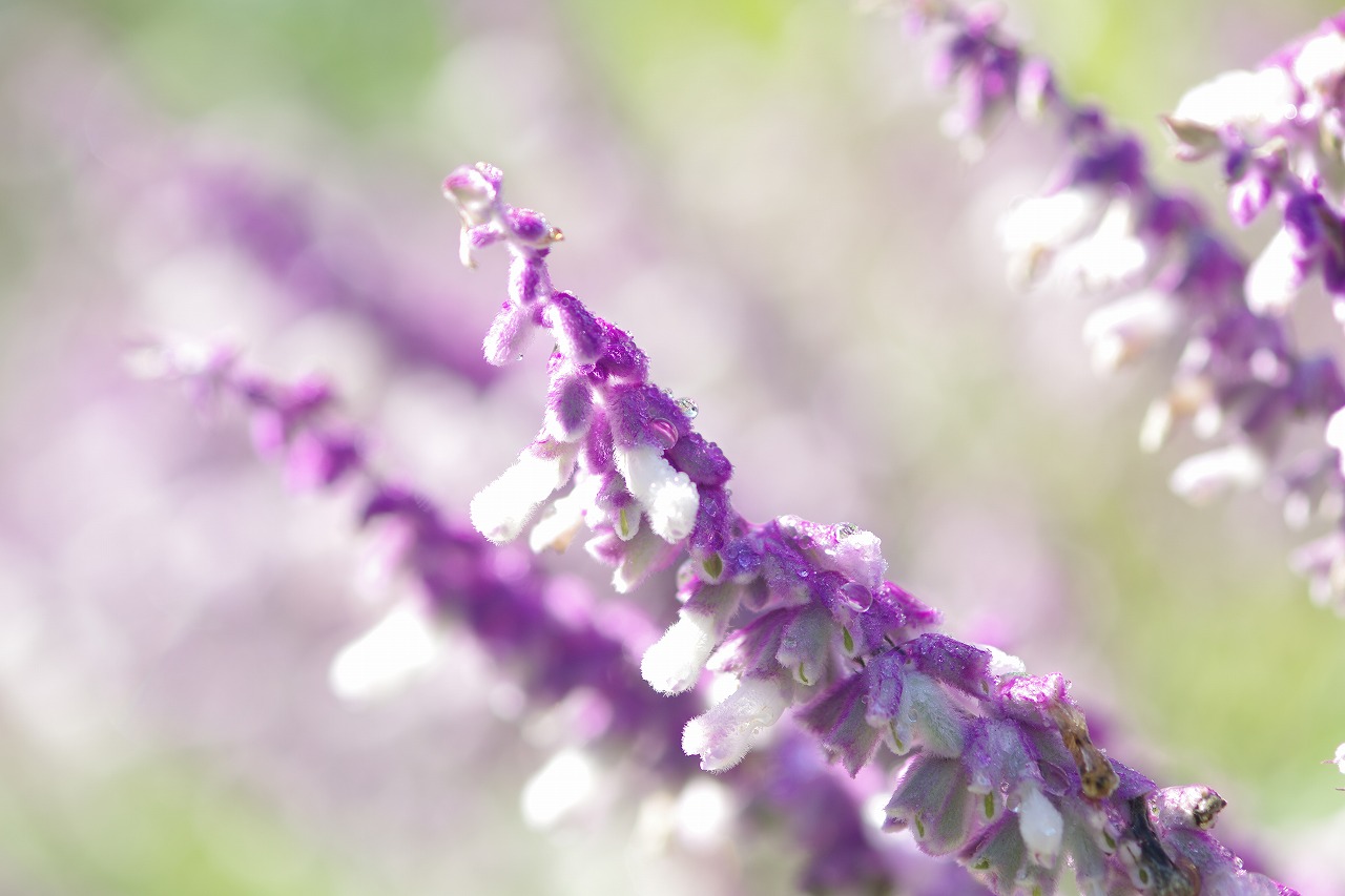 栃木県足利市のあしかがフラワーパークの花々