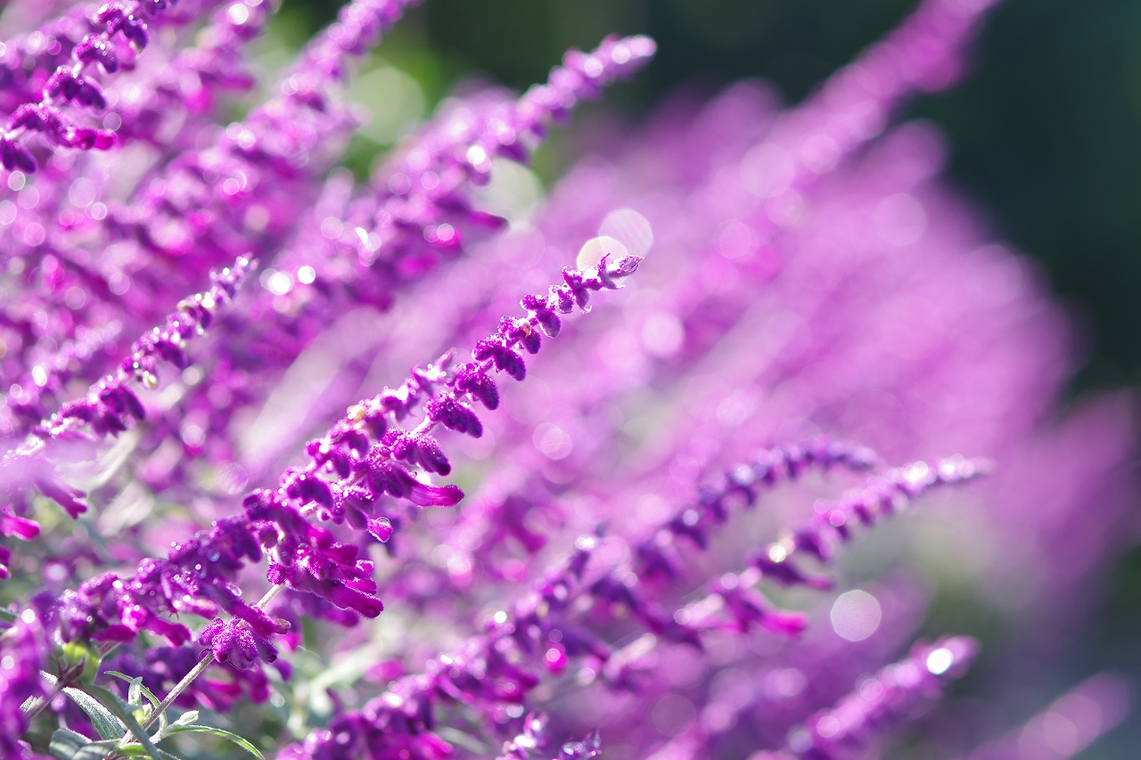 栃木県足利市のあしかがフラワーパークの花々
