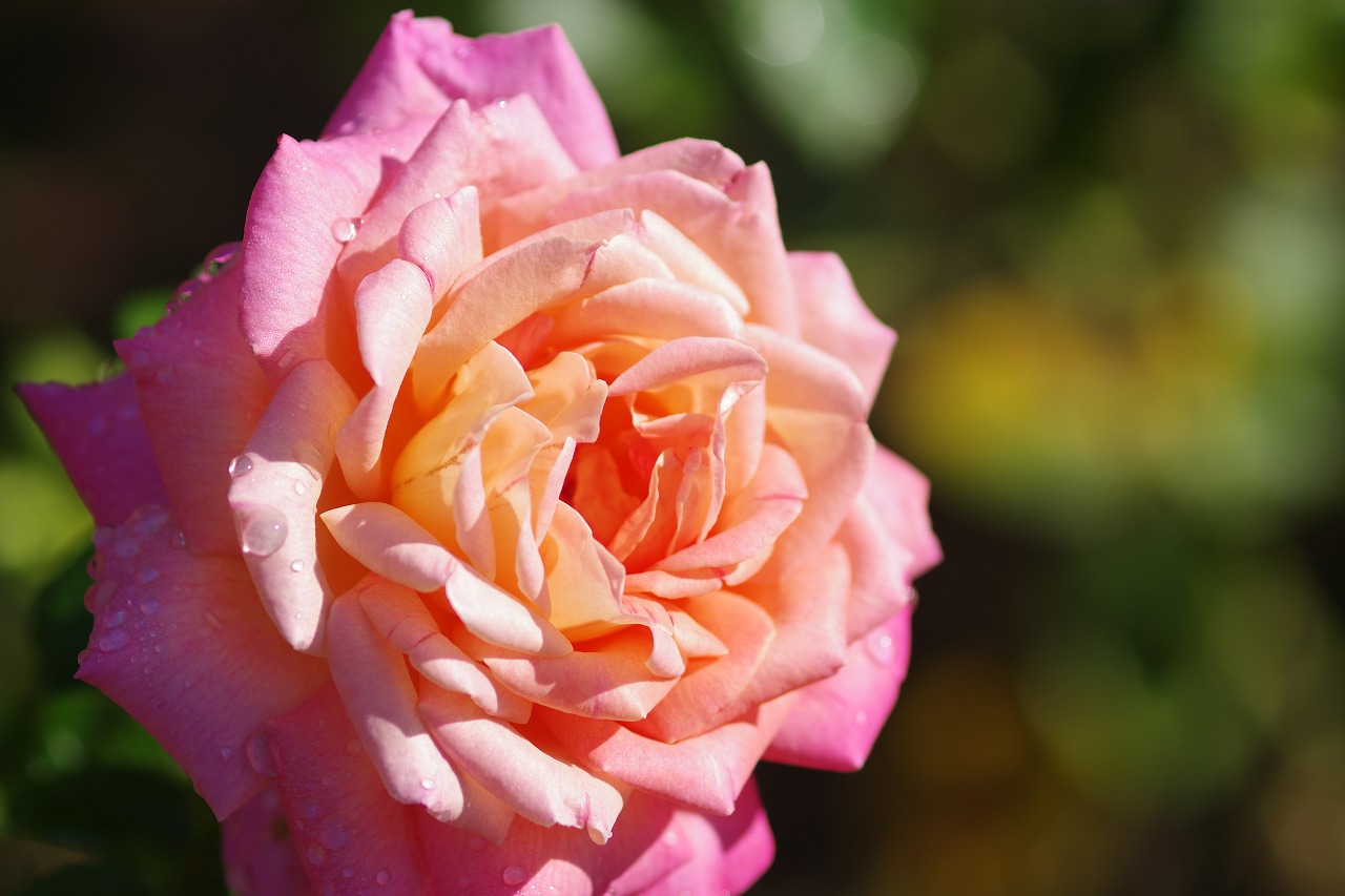 栃木県足利市のあしかがフラワーパークの花々
