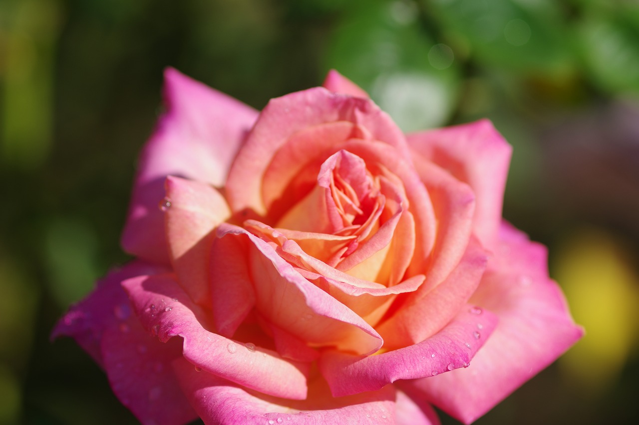 栃木県足利市のあしかがフラワーパークの花々