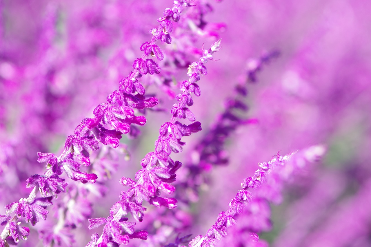 栃木県足利市のあしかがフラワーパークの花々