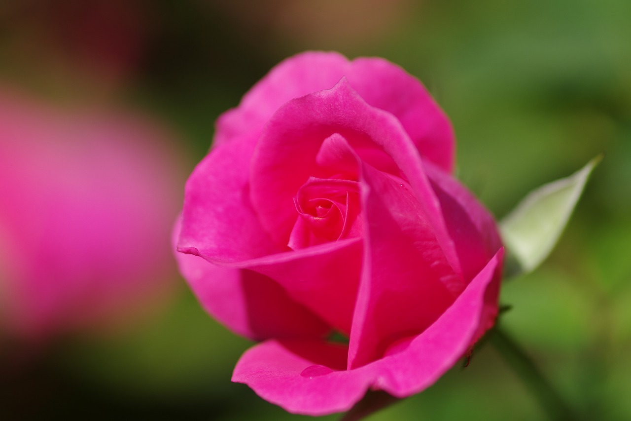 栃木県足利市のあしかがフラワーパークの花々