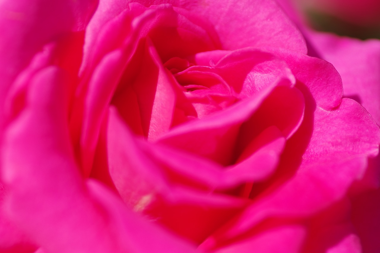 栃木県足利市のあしかがフラワーパークの花々