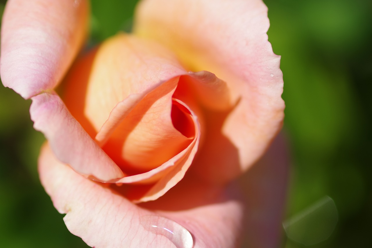 栃木県足利市のあしかがフラワーパークの花々