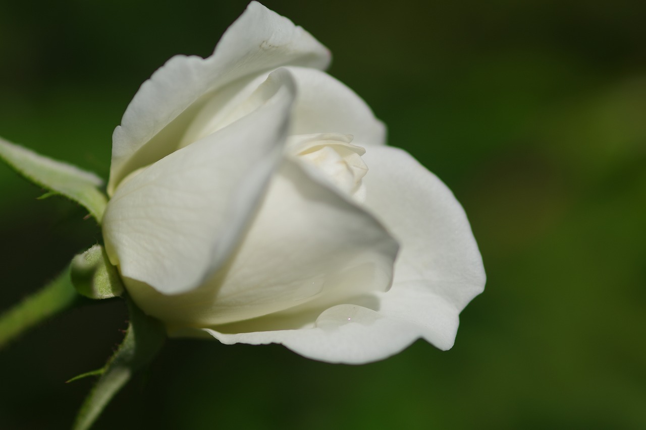 栃木県足利市のあしかがフラワーパークの花々