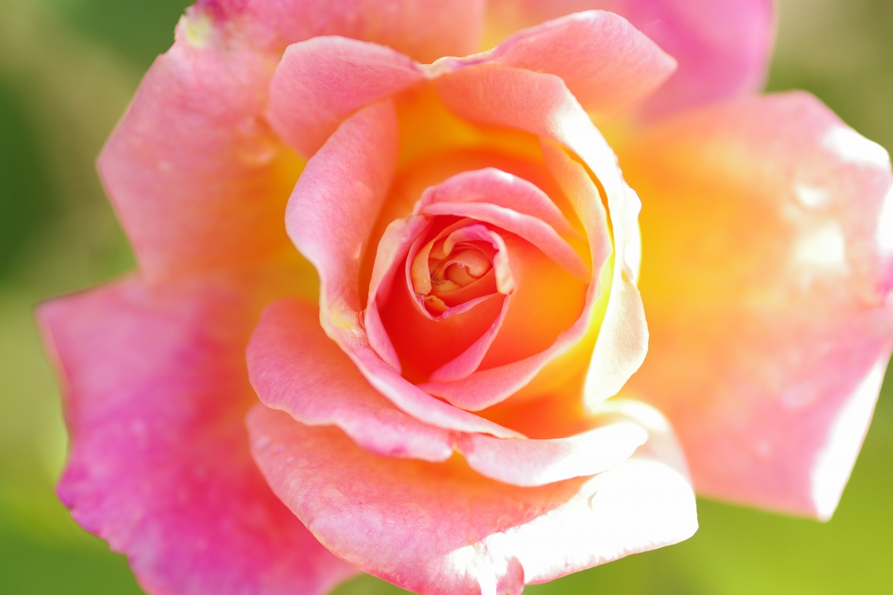 栃木県足利市のあしかがフラワーパークの花々