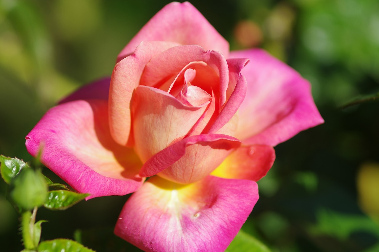 栃木県足利市のあしかがフラワーパークの花々