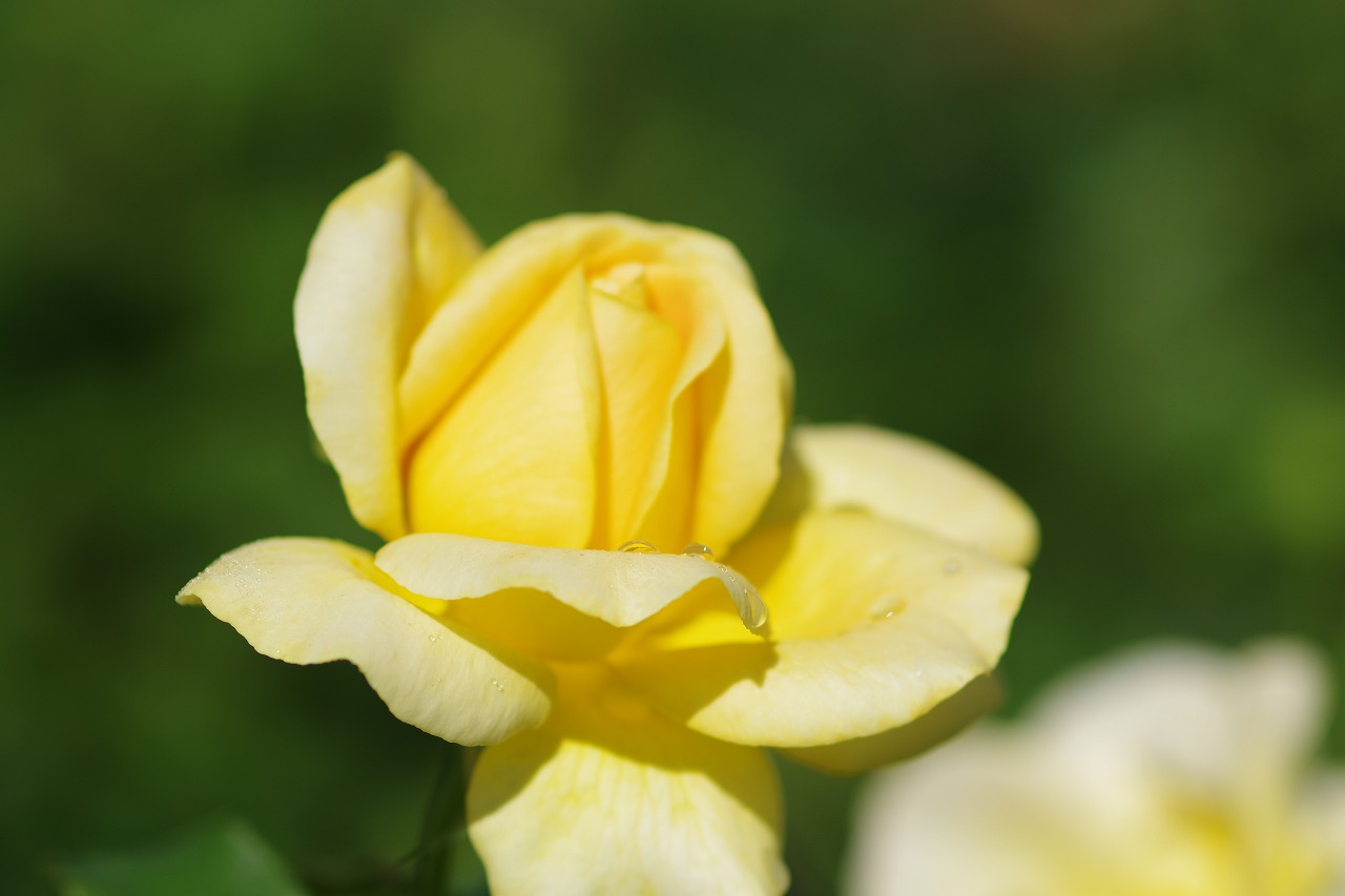 栃木県足利市のあしかがフラワーパークの花々