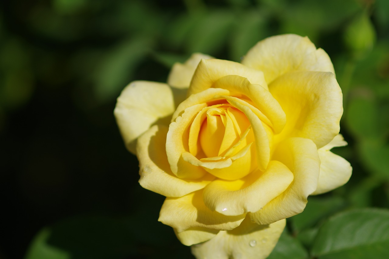 栃木県足利市のあしかがフラワーパークの花々