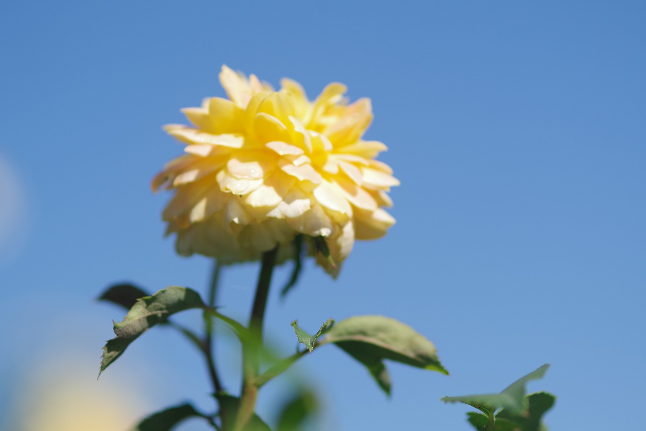 栃木県足利市のあしかがフラワーパークの花々