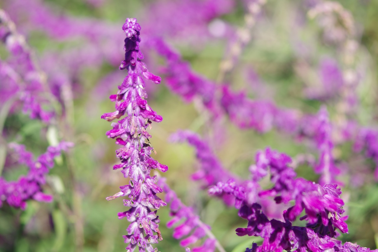 栃木県足利市のあしかがフラワーパークの花々