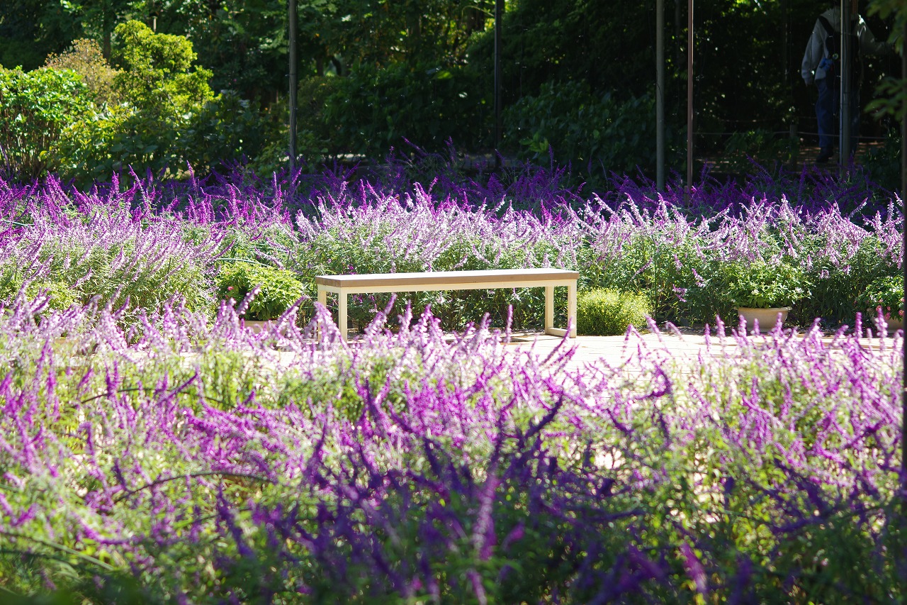 栃木県足利市のあしかがフラワーパークの花々