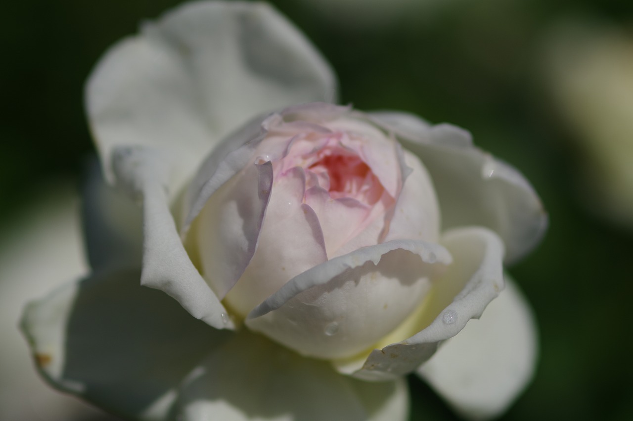 栃木県足利市のあしかがフラワーパークの花々
