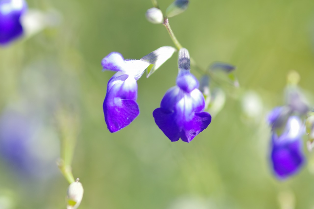栃木県足利市のあしかがフラワーパークの花々