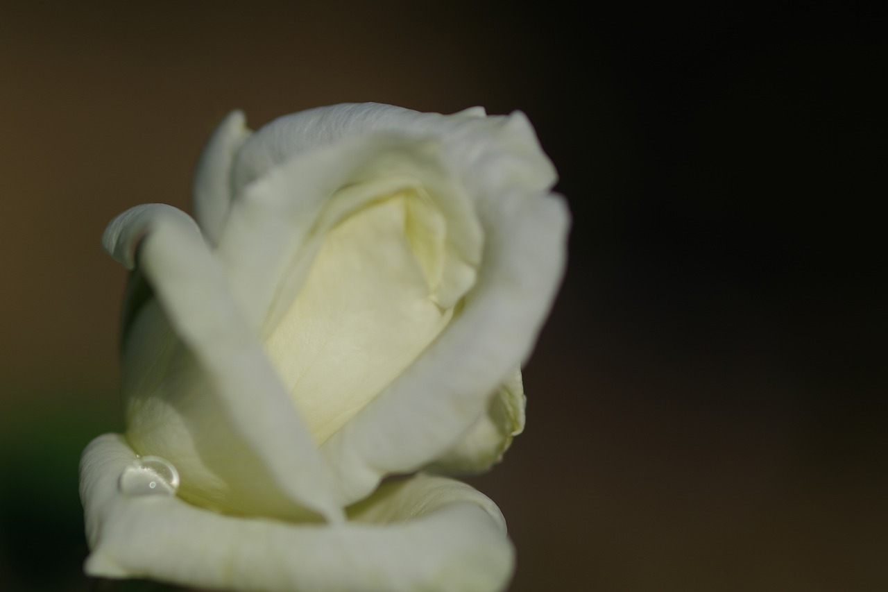 栃木県足利市のあしかがフラワーパークの花々