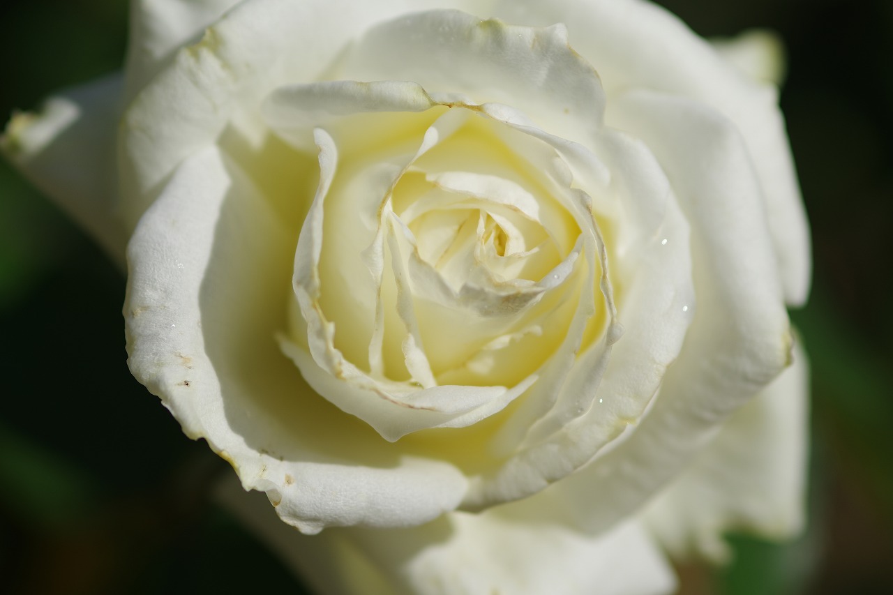 栃木県足利市のあしかがフラワーパークの花々
