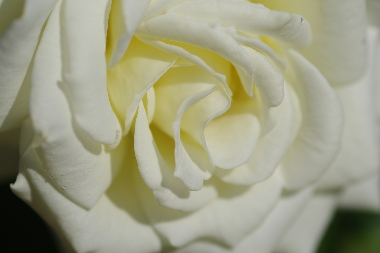 栃木県足利市のあしかがフラワーパークの花々