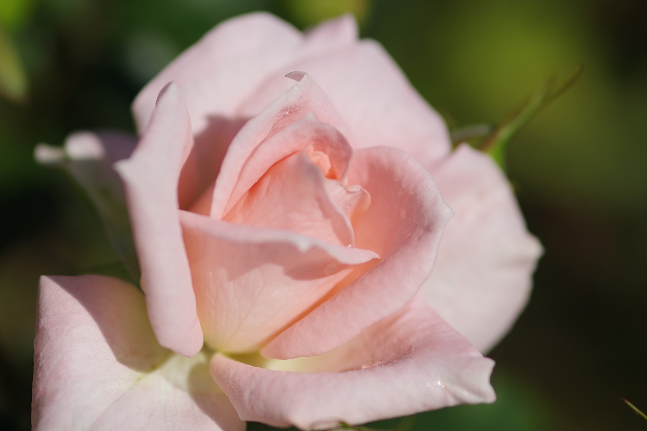 栃木県足利市のあしかがフラワーパークの花々