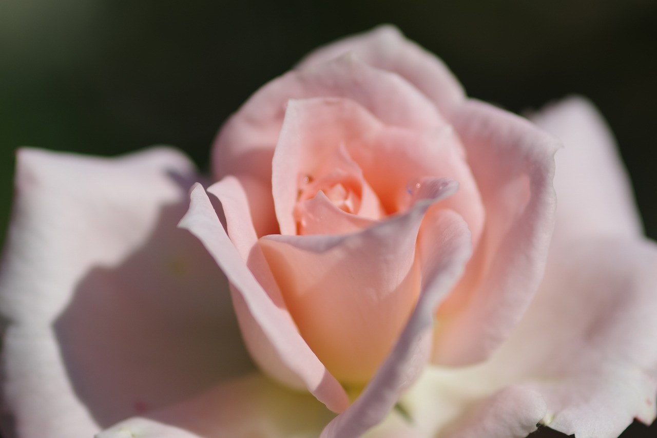 栃木県足利市のあしかがフラワーパークの花々